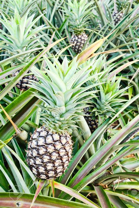 Hydroponic Pineapple Grow Time