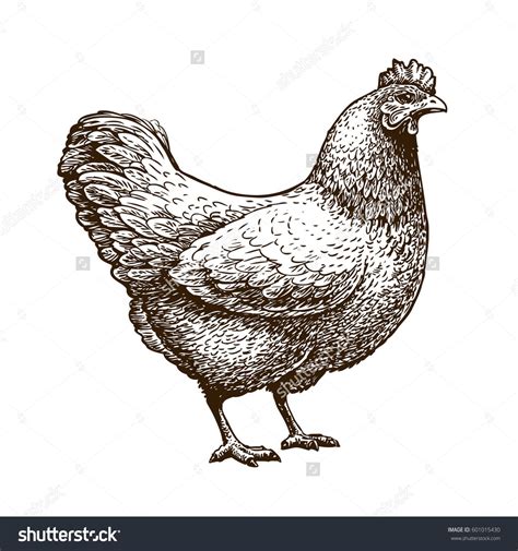 Hand Drawn Chicken Hen Poultry Broiler Farm Animal Vintage Sketch