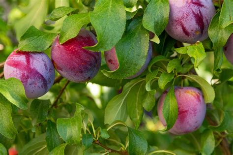 The resources under 'backyard fruit trees' should help you decide if a fruit tree is the right choice for you. Fertilizer Requirements For Plums - How To Fertilize A ...