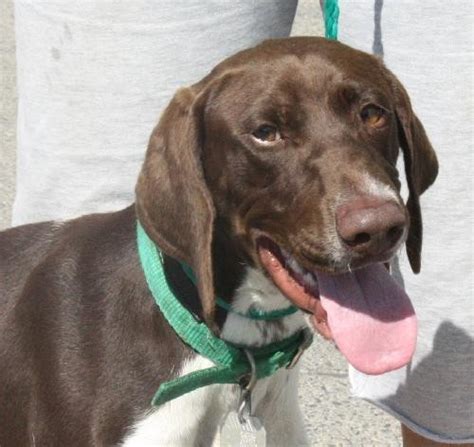 Background the german shorthaired pointer originated in germany in the 1800s. NORCAL GERMAN SHORTHAIRED POINTER RESCUE INC - Photos and ...