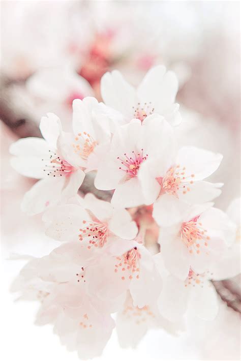 Hanami Cherry Blossom By Jiquem Pastelrosy Blog Following Back