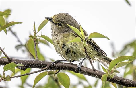 Bedraggled Photograph By Wes Iversen Fine Art America