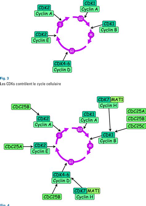 Figure 3 From Le Cycle De Division Cellulaire Et Sa Régulation