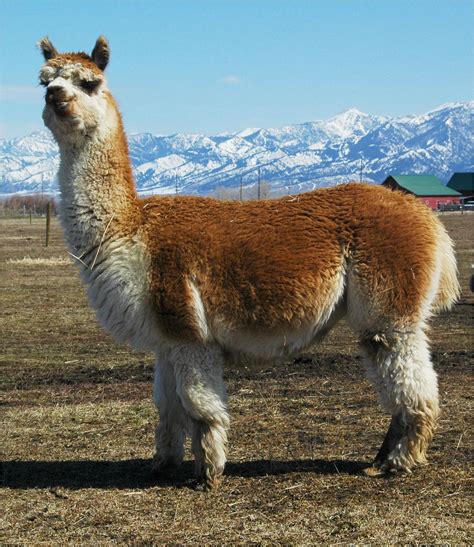 Alpaca Del Quechua Allpaqa Paqu Vicugna Pacos Alpacas Fauna