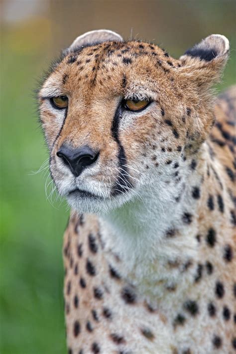 Cheetah Looking A Bit Annoyed Portrait Of A Cheetah Of The Flickr