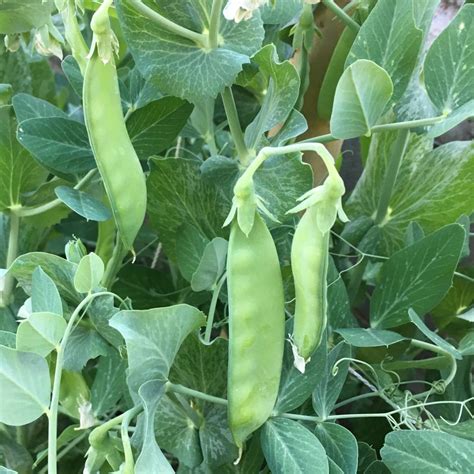 Seeds For Oregon Giant Pea Pisum Sativum Amkha Seed