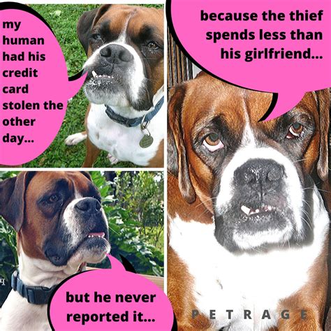 Funny Boxer Dog Memes Photos Cantik