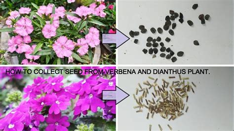 How To Easily Collect Seeds From Verbena And Dianthus Plant Youtube