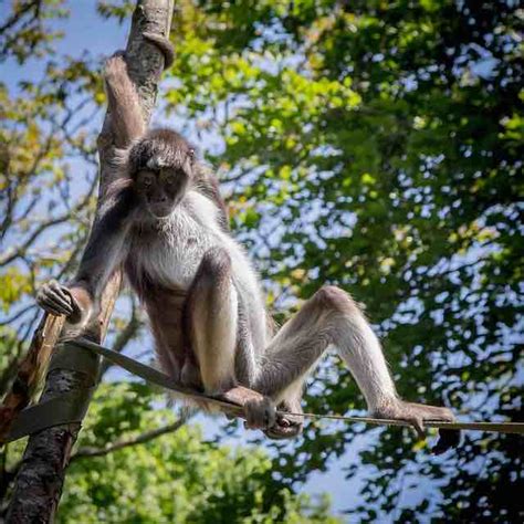 El Mono Araña ¿dónde Vive Características Del Amazonas