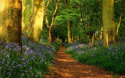Spring Forest Landscape Wallpapers Top Free Spring Forest Landscape