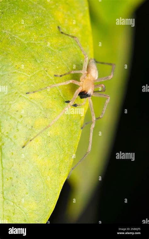 Yellow Sac Spider Cheiracanthium Mildei Satara Maharashtra India