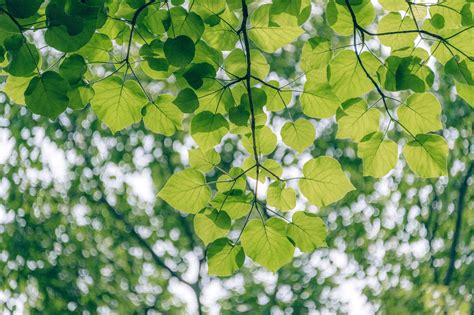 Free Images Leaf Tree Green Flower Branch Woody Plant Botany