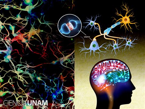Redes De Neuronas Misterio Para Los Estudiosos Del Cerebro Ciencia UNAM