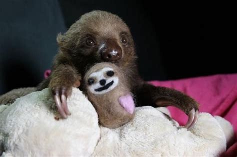 Baby Sloths Hugging Their Teddy Bears Are The Cutest Thing You Will See