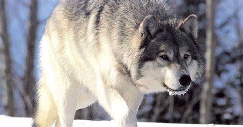 Abes Animals Differences Between Gray Wolves In North America