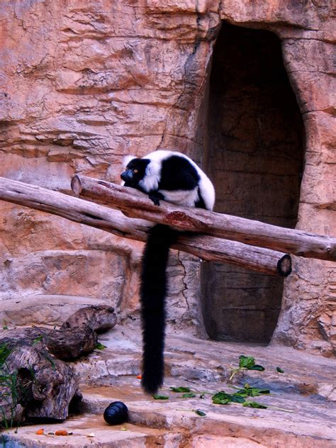 San Antonio Zoo Black White Lemur 07 By Coyotea9 On Deviantart