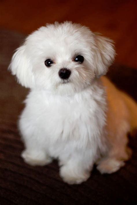 Check spelling or type a new query. Fluffy white dog | White | Pinterest | White dogs and Dog