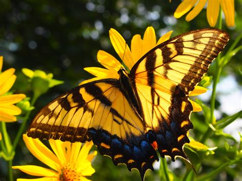 The Eastern Tiger Swallowtail Papilio Glaucus Is A Species Of