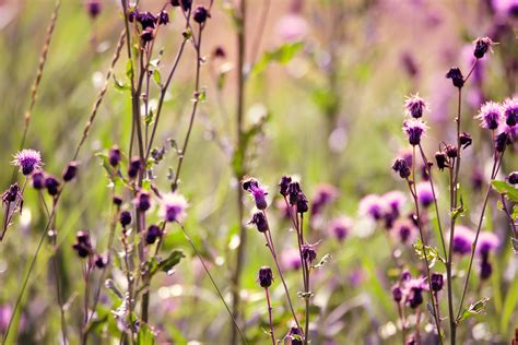 Free Images Nature Blossom Field Meadow Prairie Flower Botany