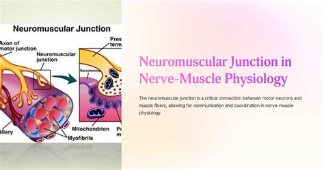 Neuromuscular Junction In Nerve Muscle Physiology