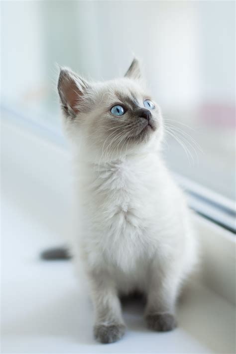 11 Amazing Facts About Cats I Like Cats Very Much Cat With Blue