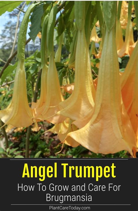 Growing Brugmansia Learn Angel Trumpet Tree Care Tips How To Angel