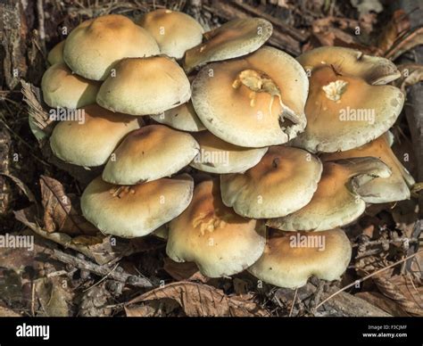 Non Edible Mushroom Hi Res Stock Photography And Images Alamy