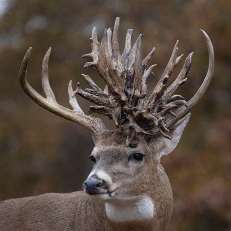 Worlds Biggest Deer Rack