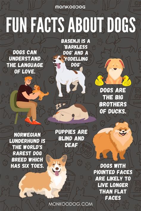 Fun Facts About Dogs Fun Facts About Dogs Dog Facts Dog Memes