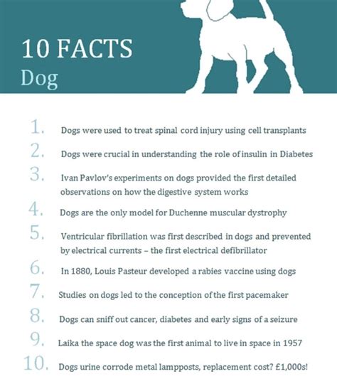 10 Facts You All Should Know About Dogs Dog Facts Facts Understanding
