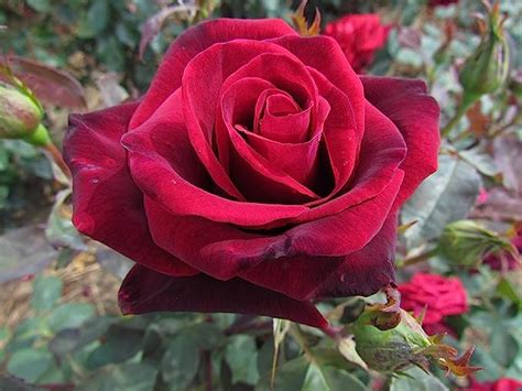 Deep Secret Bareroot Hybrid Tea Garden Rose Bush Deep Velvet Red