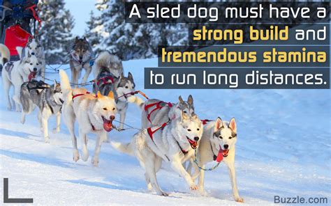 Remarkably Astonishing Facts About Sled Dogs