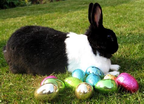Bunnies Are The One Easter Tradition We Need To Abandon