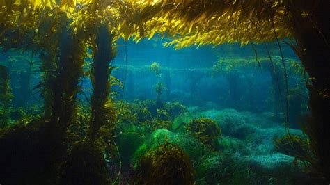 Kelp Forest San Clemente Island Scenery Pictures
