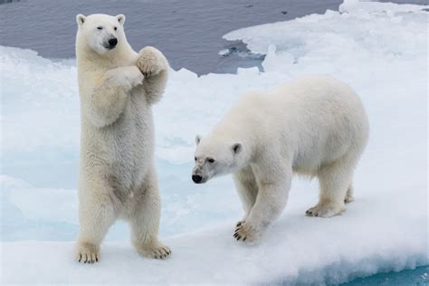 How Tall Is A Polar Bear Standing Up Arcticlook
