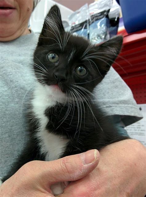 Maybe you would like to learn more about one of these? Tazia the Kitten's Amazing Rescue and Cross Country ...
