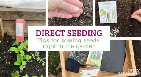 Direct Seeding Tips On Sowing Seeds Right In The Garden