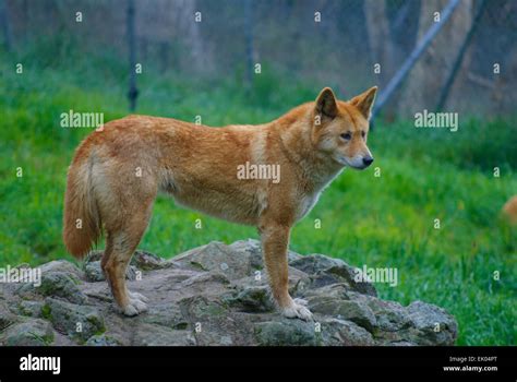 Australian Dingo Await Feeding Time At Cleland Wildlife Park Adelaide
