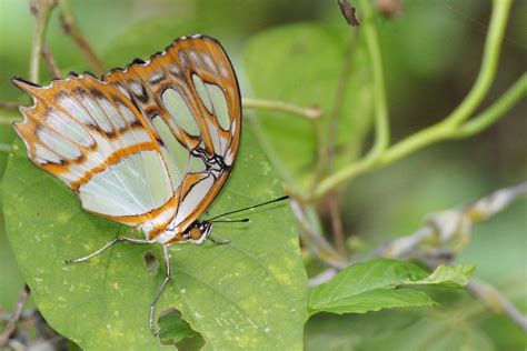 butterfly butterfly dominican republic stephen hadley flickr