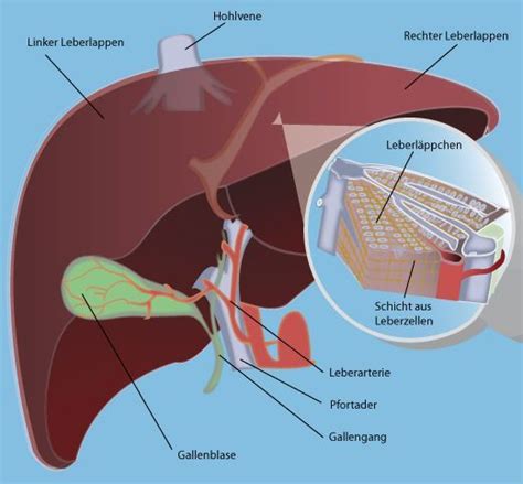 Aufgabe Leber DerAufgabe Der Leber Gesundheitspflege Anatomie Und