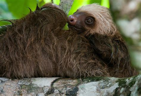 States Where Pet Sloths Are Legal