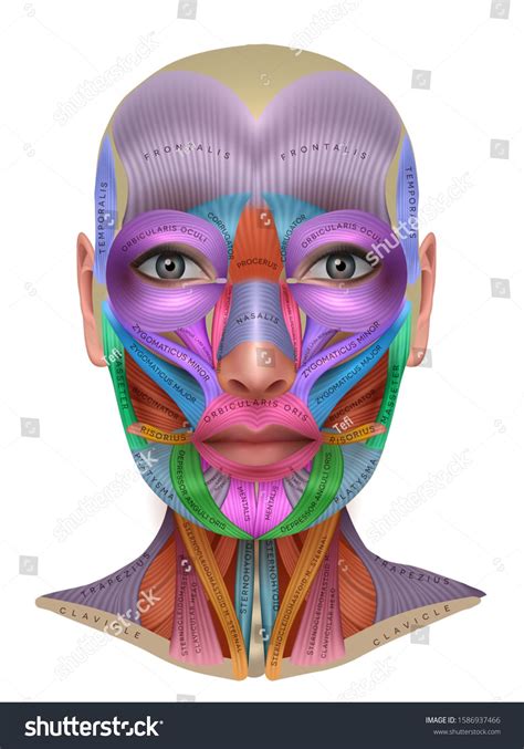 Face Muscles Anatomy Body Muscle Anatomy Muscles Of The Face Facial