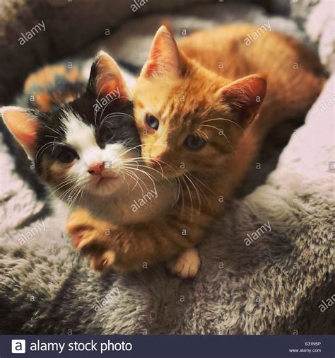 Cuddling Kittens Stock Photos And Cuddling Kittens Stock Images Alamy