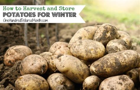 Follow these five easy steps to keep your potatoes fresh all winter long. How to Harvest and Store Potatoes for Winter - One Hundred Dollars a Month