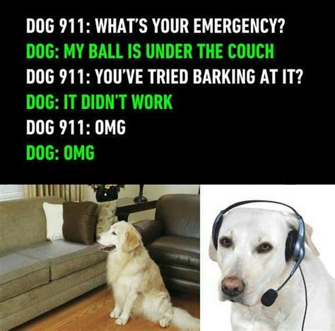 Omg Dog 911 Dogs Funny Animal Pictures