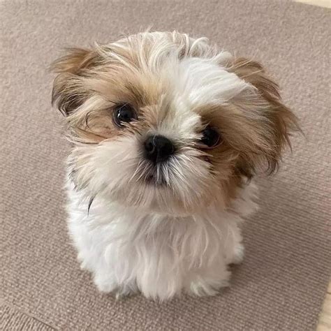 45 Adorable Pictures Of Shih Tzu Puppies Always Pets