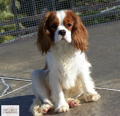 Gallery Of Gillcrest Cavalier King Charles Spaniels Gillcrest Cavaliers