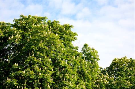 Aesculus Hippocastanum Horse Chestnut Tree In Bloom With White Flowers