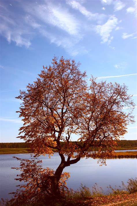 Lonely Autumn Tree On Lake Stock Photo Image Of October 11288054