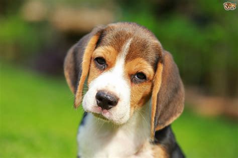 Beagle Dog Breed Facts Highlights And Buying Advice